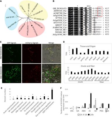 Deficiency of a peroxisomal NADP-isocitrate dehydrogenase leads to dwarf plant and defect seed in upland cotton